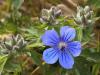 Northern Geranium, Alaska